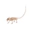 Seasons Seasons 6 in. Mini Animal Skeletons Halloween Decor Z28061 - alternate 4